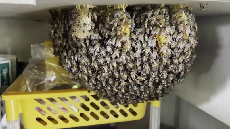 Un roi de albine și-a construit stupul în bucătăria unui restaurant