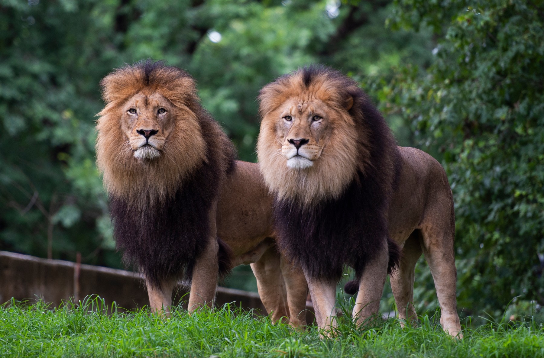 Şase lei şi trei tigri de la grădina zoologică din Washington au fost testaţi pozitiv cu COVID-19. Animalele urmează să fie vaccinate