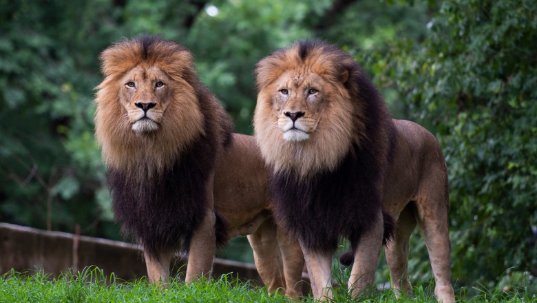 Doi lei urmăresc oamenii care vizitează grădina zoologică Smithsonian din Washington DC.