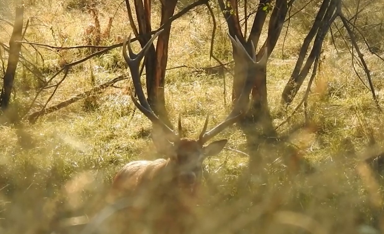 VIDEO. Imagini rare cu un cerb in perioada boncanitului