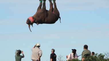 Rinocer transportat de glezne
