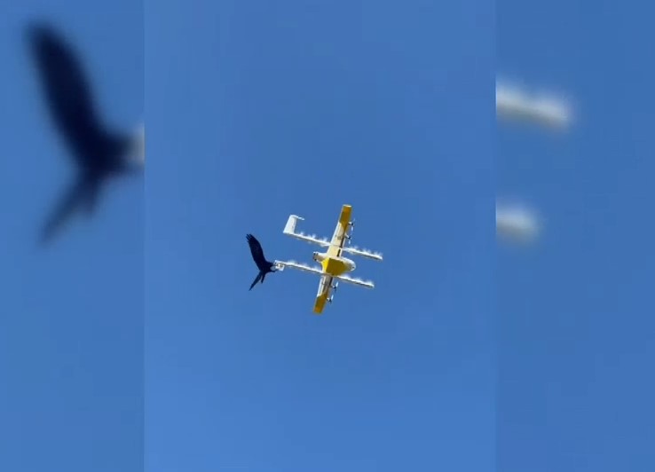 VIDEO. Drone de livrări, atacate de corbi. O companie din Australia a fost nevoită să-și suspende activitatea