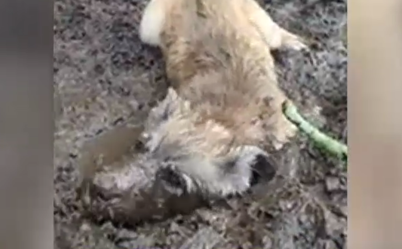 VIDEO. Câinele pasionat de bălăceala în noroi