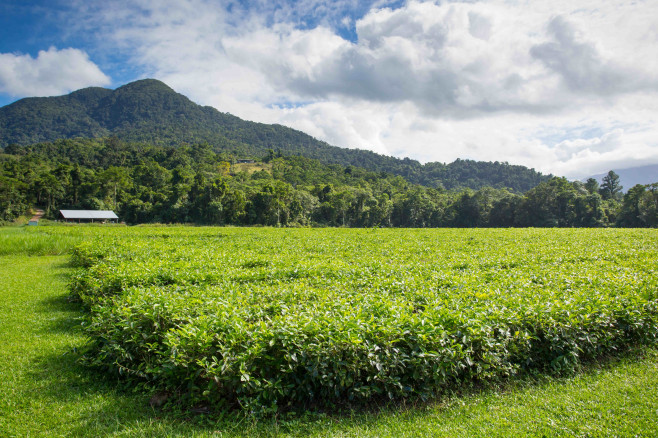 Daintree Australia