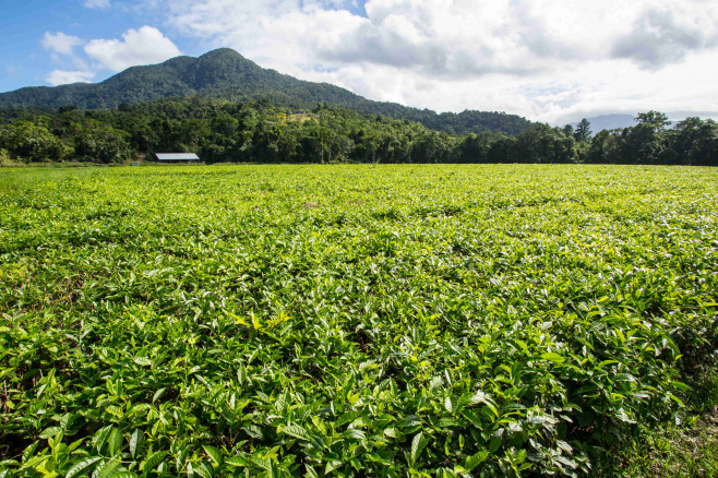 Daintree Australia