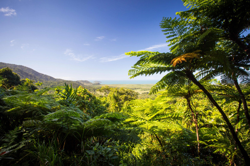 Daintree Australia