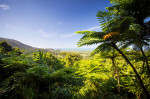 Daintree Australia