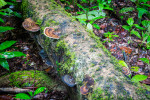 Mossman Gorge Australia