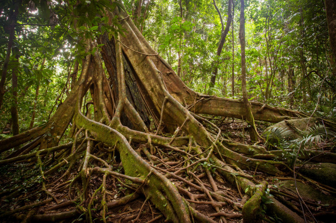 Mossman Gorge Australia