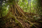 Mossman Gorge Australia