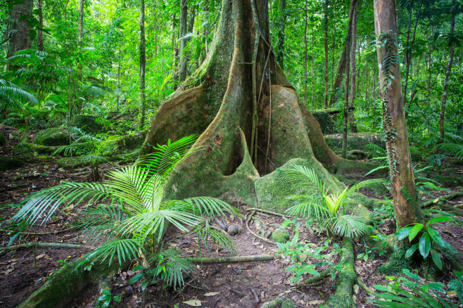 Mossman Gorge Australia