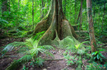 Mossman Gorge Australia