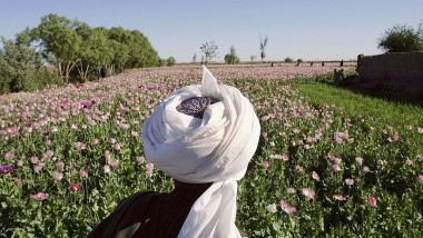 afgan camp de maci opiu afganistan