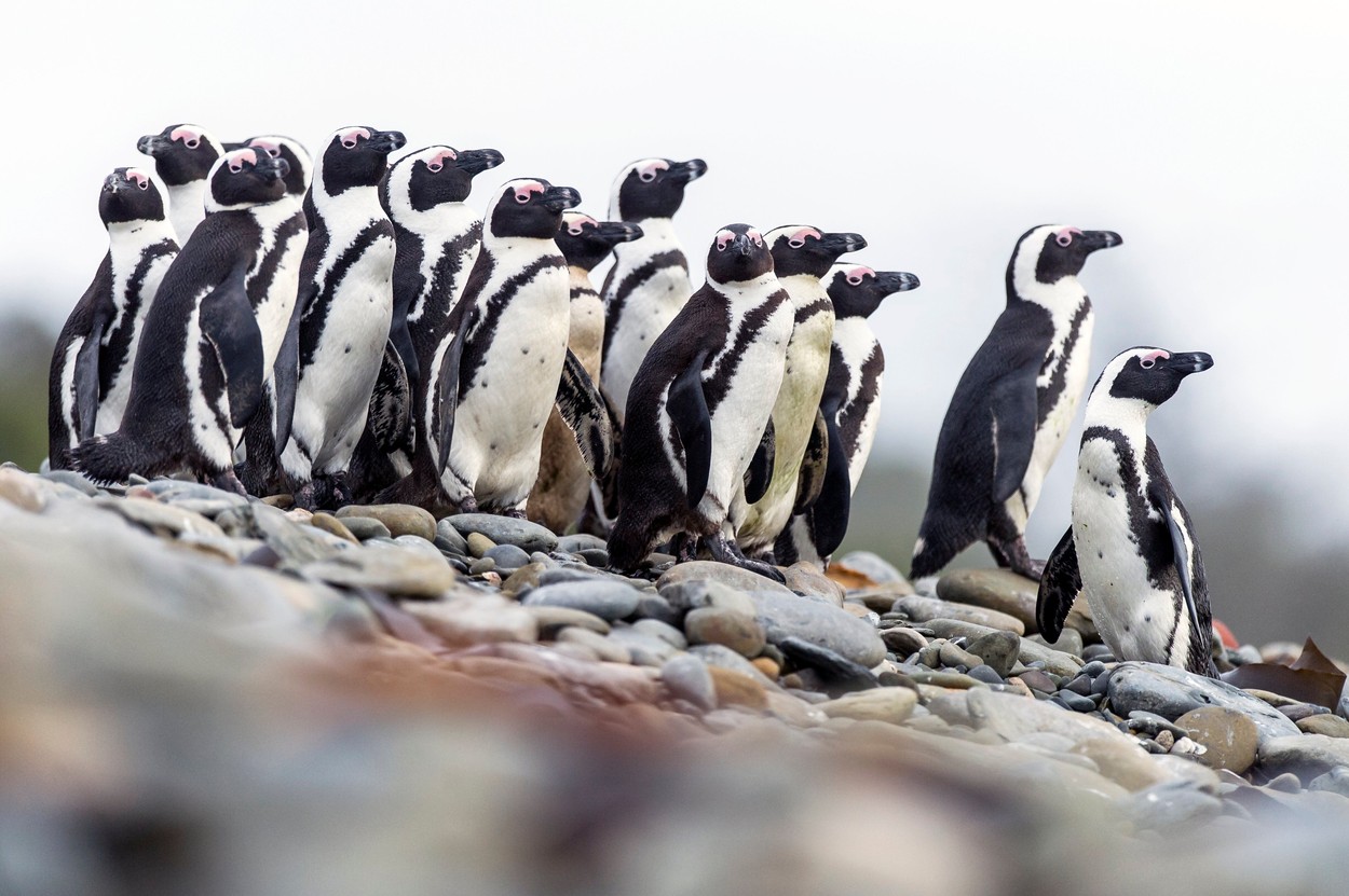 Zeci de pinguini, găsiți morți pe o plajă din Cape Town, după ce au fost atacați de un roi de albine