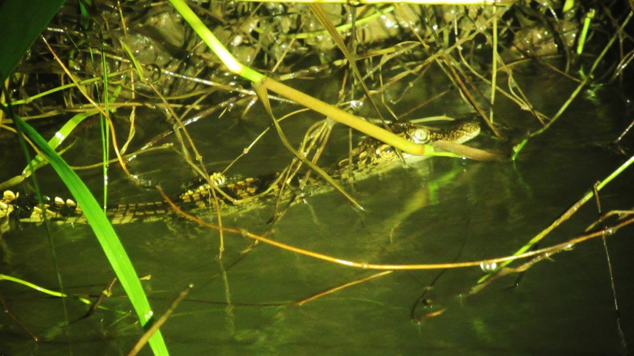 Opt pui de crocodil siamez, specie pe cale de disparitie, au fost gasiti intr-o mlastina din Cambodgia