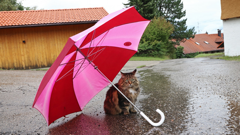 pisica sub umbrela roz