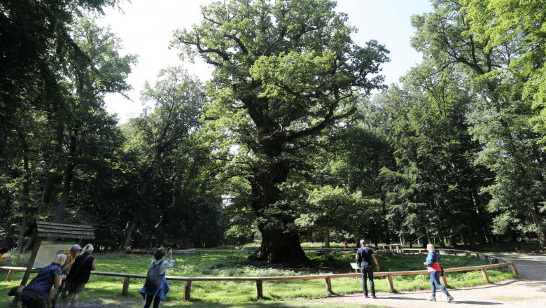 03 September 2021, Mecklenburg-Western Pomerania, Ivenack: Visitors to the Ivenack Zoo stand in front of the mightiest of the 1000-year-old Ivenack oaks, which, at around 140 cubic metres, is considered the most voluminous oak in Europe