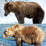 BEAR-FORE AND AFTER