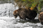 Katmai National Park Fat Bear Contest
