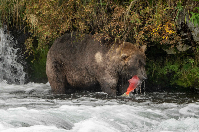 Katmai National Park Fat Bear Contest