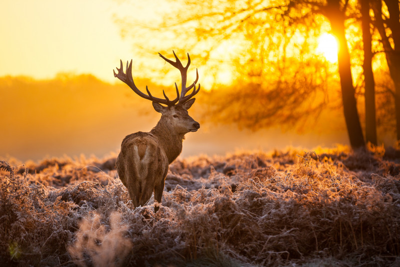 Parcul Național Hoge Veluwe, Olanda