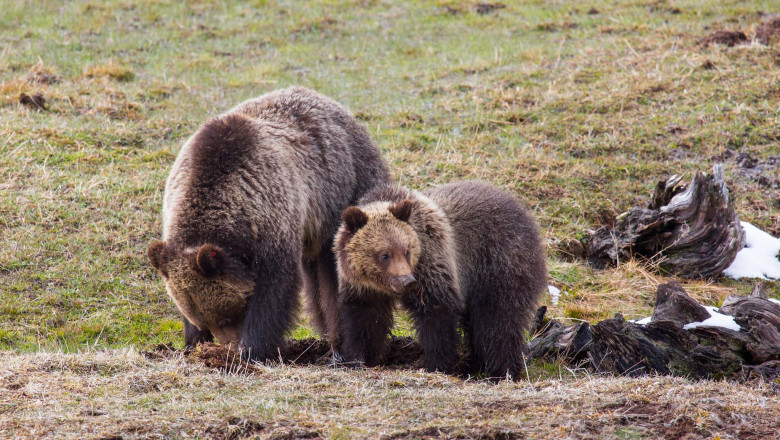 ursoaica grizzly cu pui