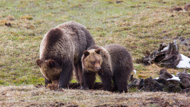 ursoaica grizzly cu pui