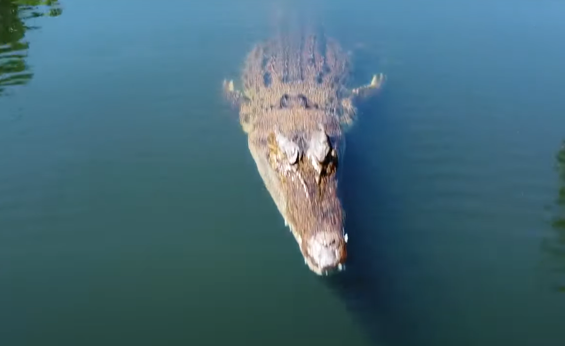 Un crocodil a sărit din apă și a atacat drona unei echipe care filma un documentar în Australia
