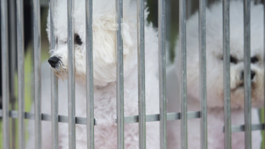 15 câini originari din România riscă să fie eutanasiați în Suedia