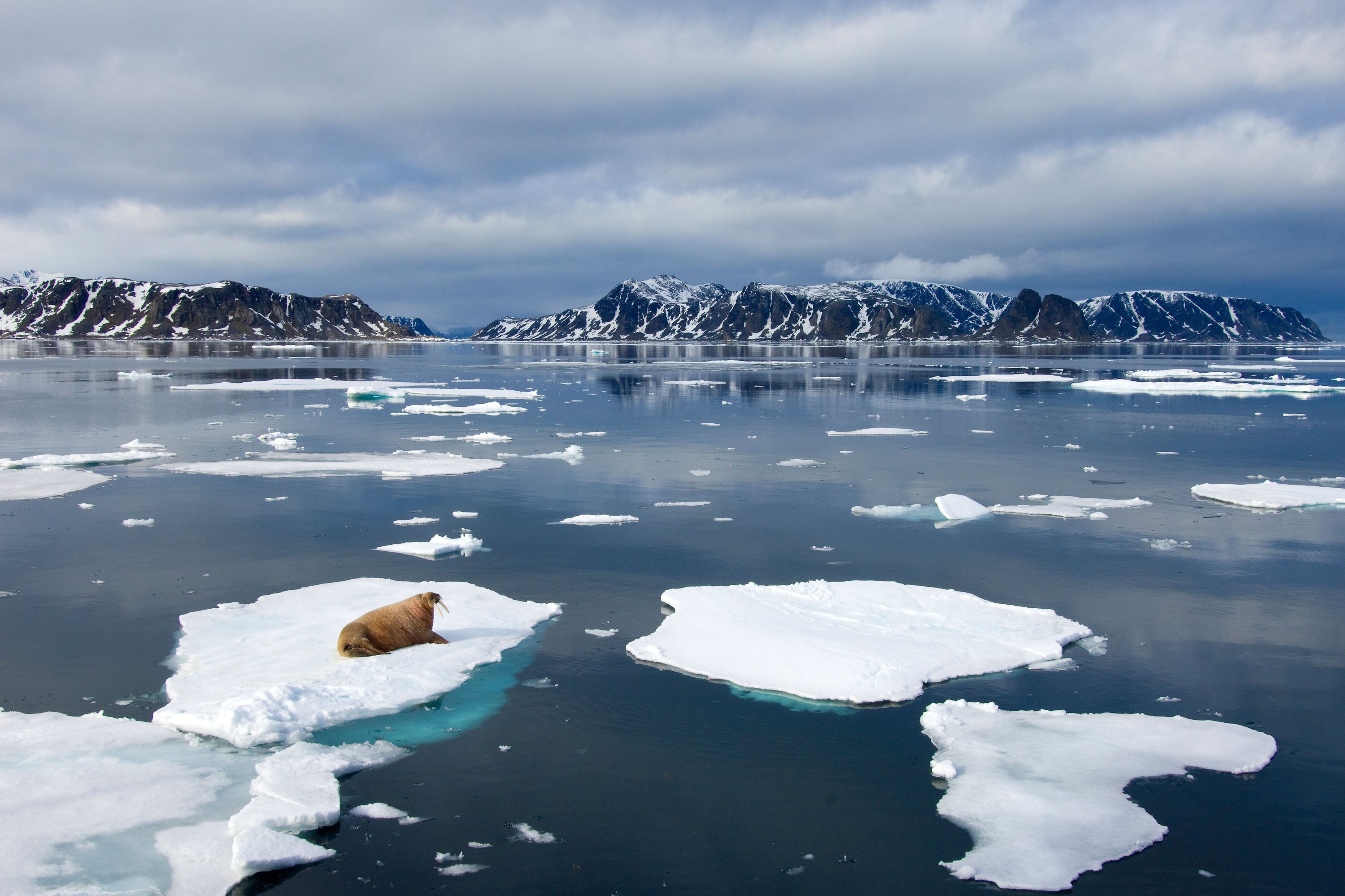 Jumatate de milion de oameni sunt cautati pentru a numara, de acasa, morsele din cercul polar arctic