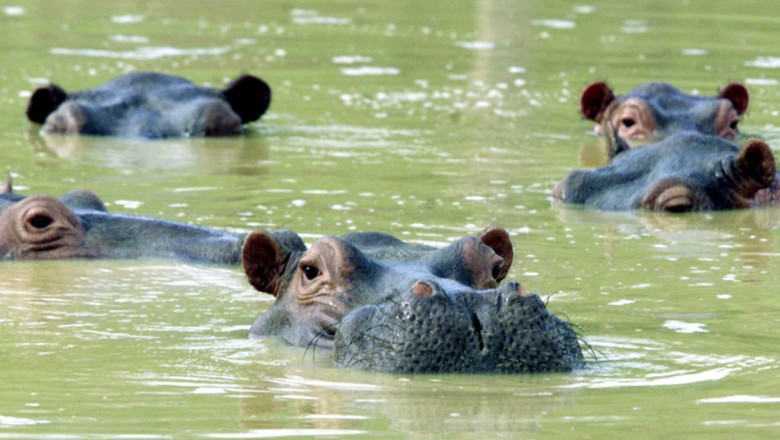 hipopotami apa profimedia
