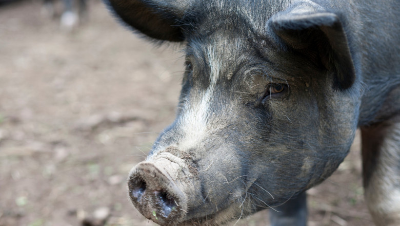 Close up of pig on a farm