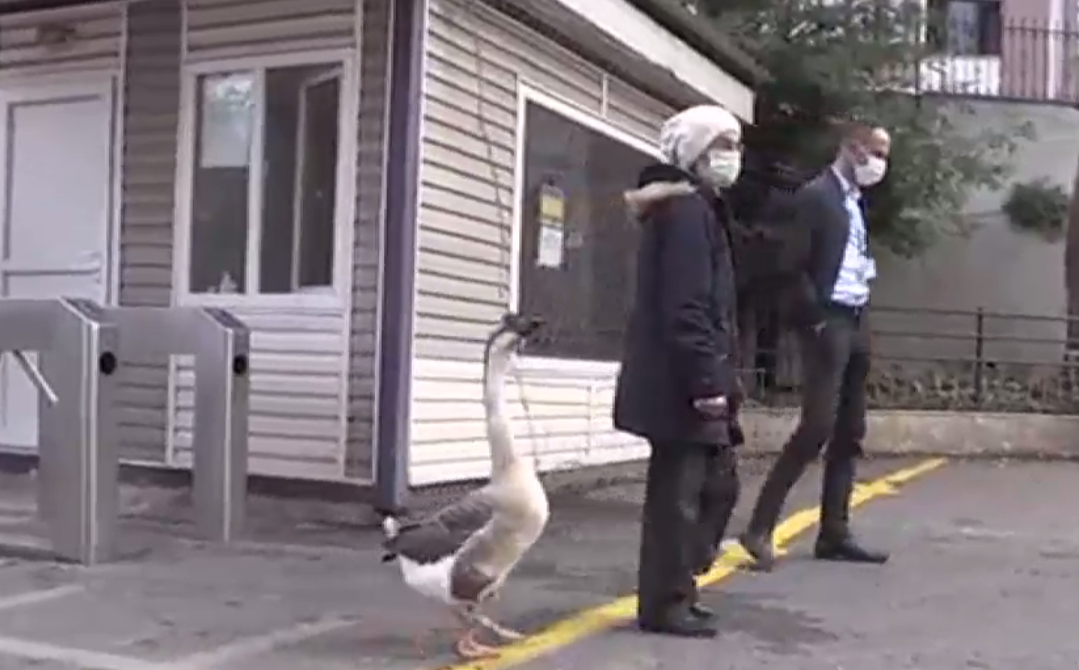 VIDEO. Imagini virale cu Kirli, un gâscan care își urmează stăpâna peste tot