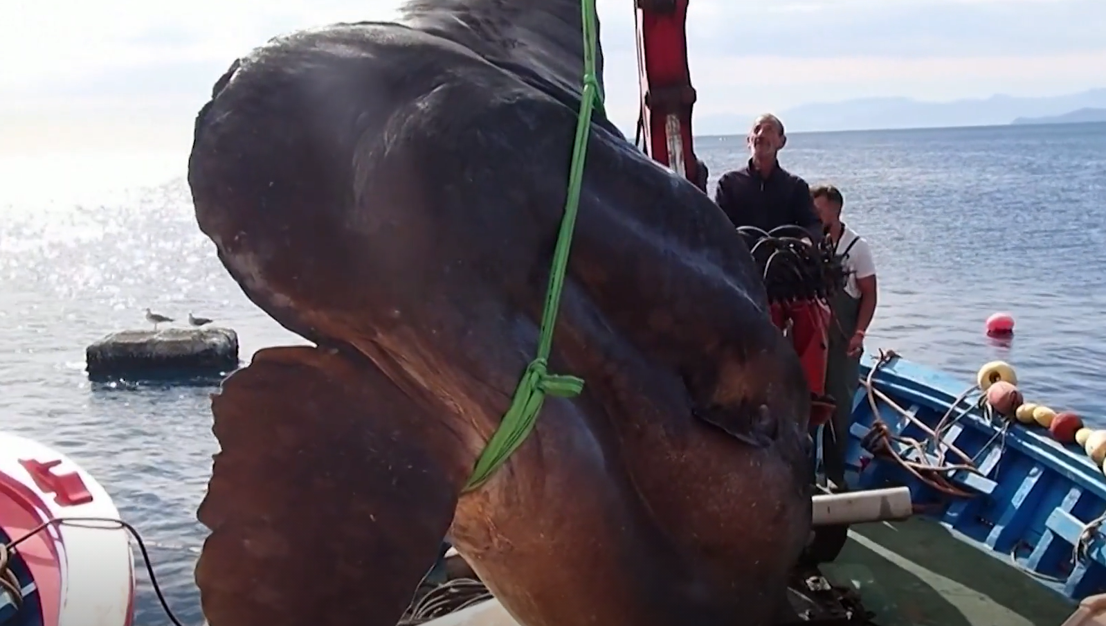 Un Pește-Lună gigant a fost prins în largul exclavei spaniole Ceuta