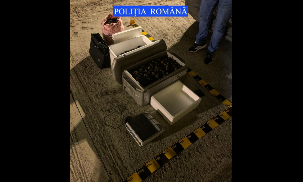 Poliția a găsit 53 kg de trufe negre fără acte în mașina unui bărbat oprit pentru că mergea cu dublul vitezei legale