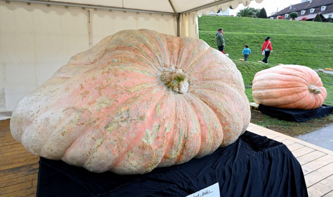 Ludwigsburg, Germany. 28th Sep, 2021. A giant pumpkin is on display at the pumpkin exhibition at the Blhende Barock in Ludwigsburg. The pumpkin of the Italian pumpkin grower Stefano Cutrupi from Radda in Chianti in Tuscany has set the record of 1226 kilog