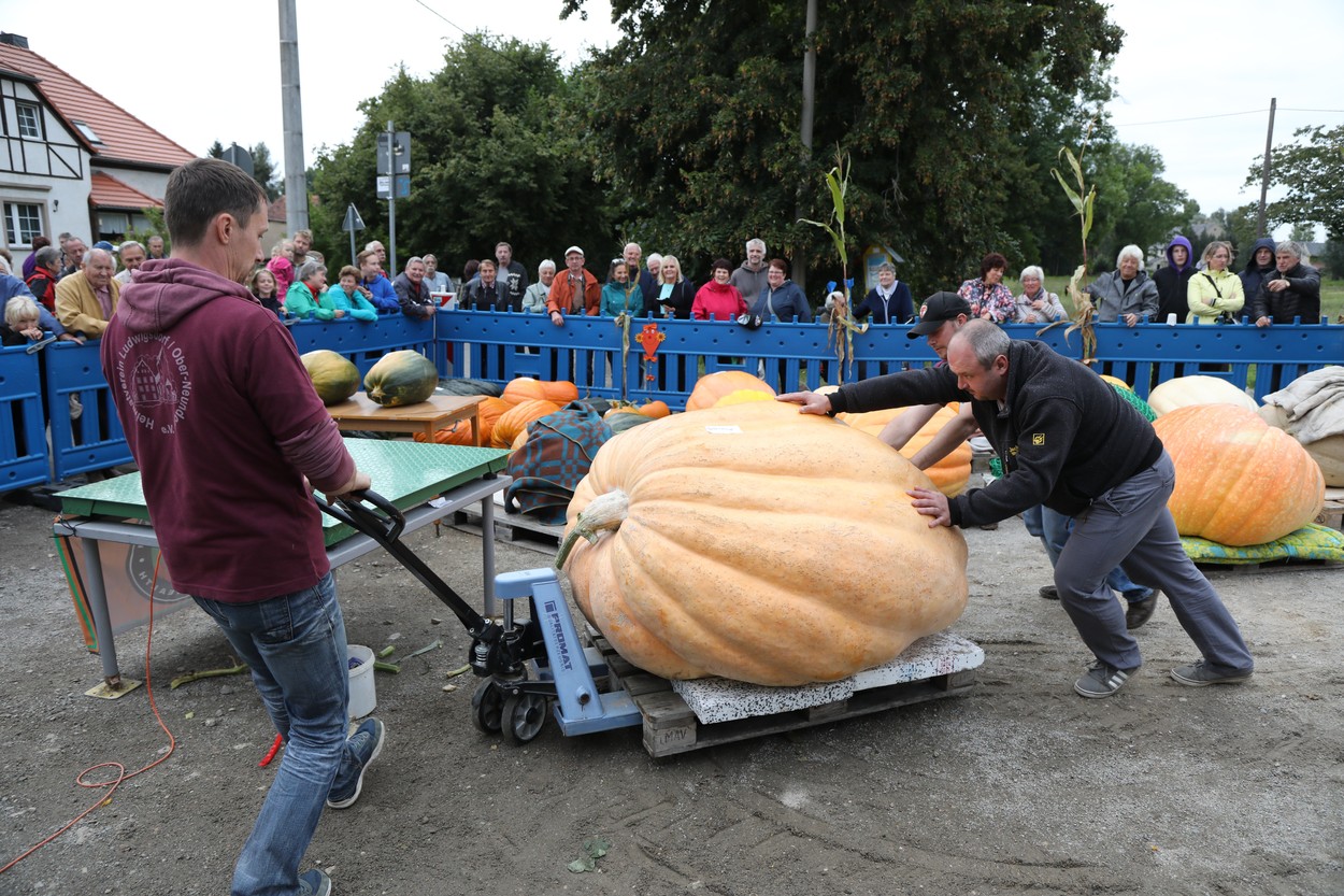 13th Open Saxon Pumpkin Weighing Championship, Ludwigsdorf, Germany - 19 Sep 2021