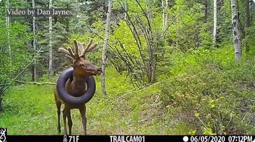 Doi „specialiști în faună sălbatică” au tăiat coarnele unui elan în loc să taie anvelopa blocată în jurul gâtului