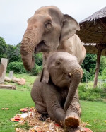 Un pui de elefant se tăvălește într-un tort uriaș pregătit pentru bunica lui FOTO: Profimedia Images