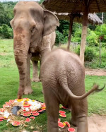 Baby elephant destroys his grandmother's cake