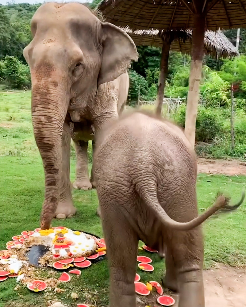 Baby elephant destroys his grandmother's cake