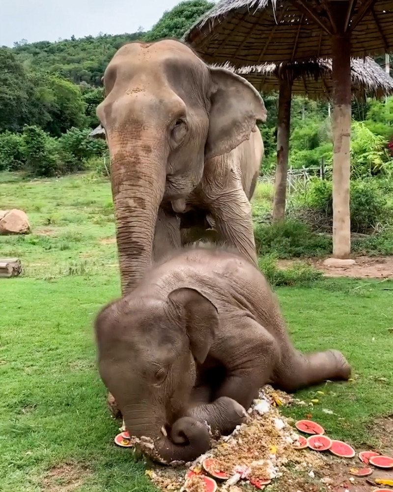 Un pui de elefant se tăvălește într-un tort uriaș