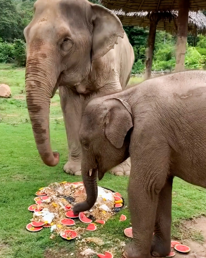 Un pui de elefant se tăvălește într-un tort uriaș