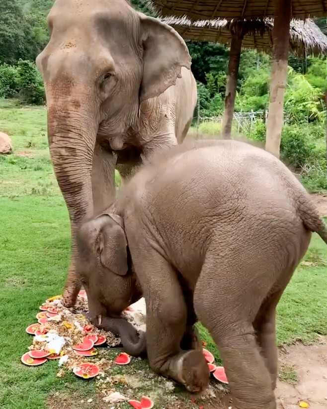 Un pui de elefant se tăvălește într-un tort uriaș