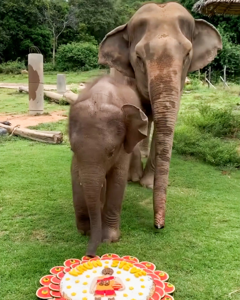 Un pui de elefant se tăvălește într-un tort uriaș