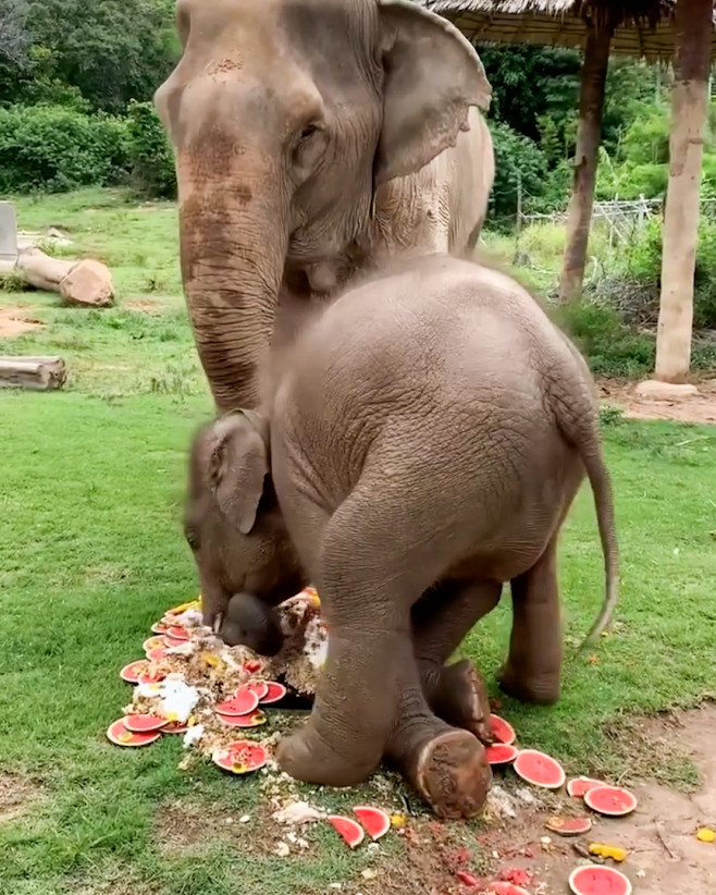 Un pui de elefant se tăvălește într-un tort uriaș