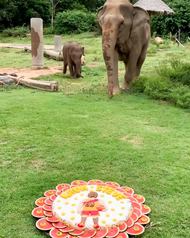 Un pui de elefant se tăvălește într-un tort uriaș