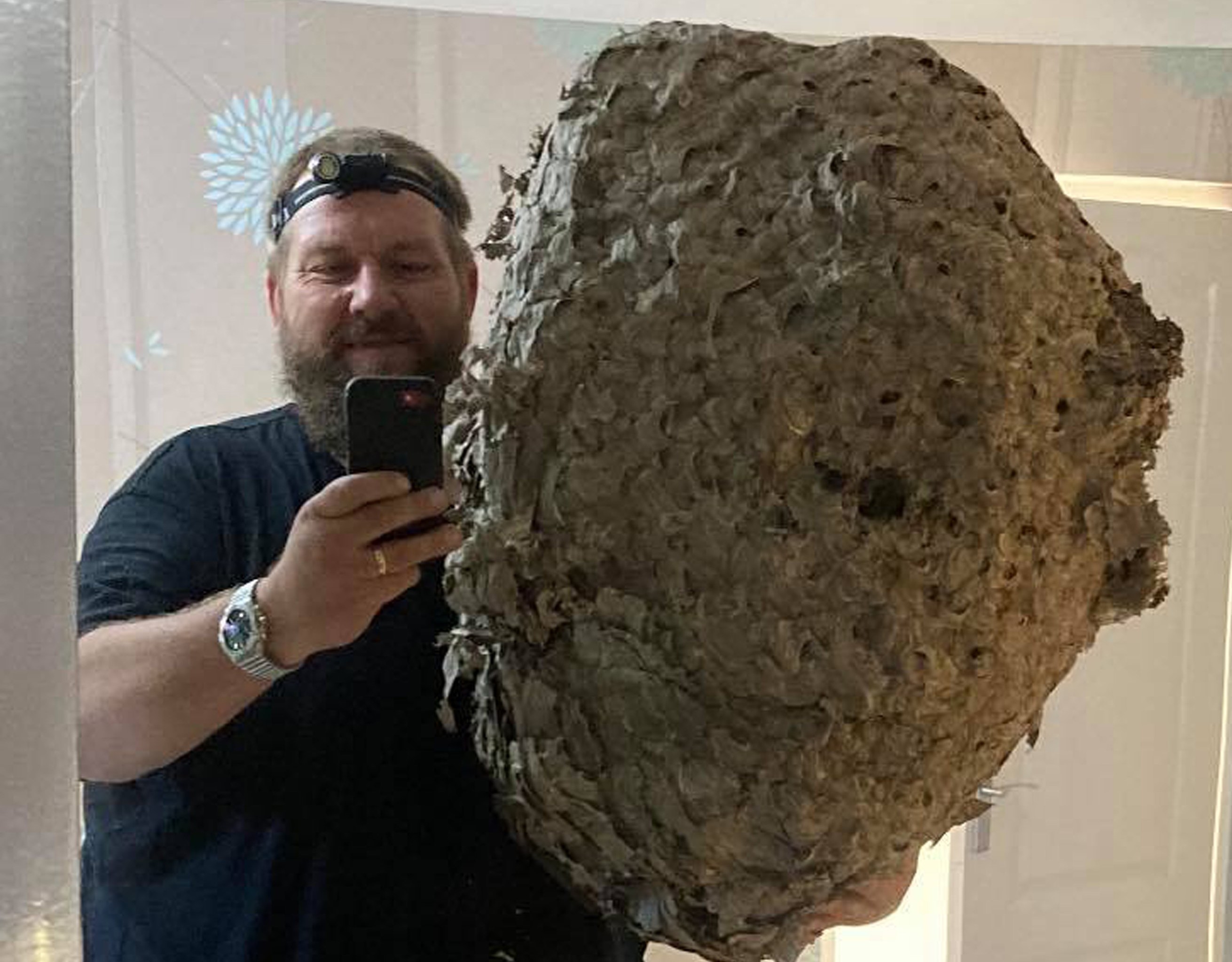 Cuib gigantic de viespi, lung de 1 metru, descoperit în podul unei case din Anglia. În colonie erau circa 100.000 de insecte