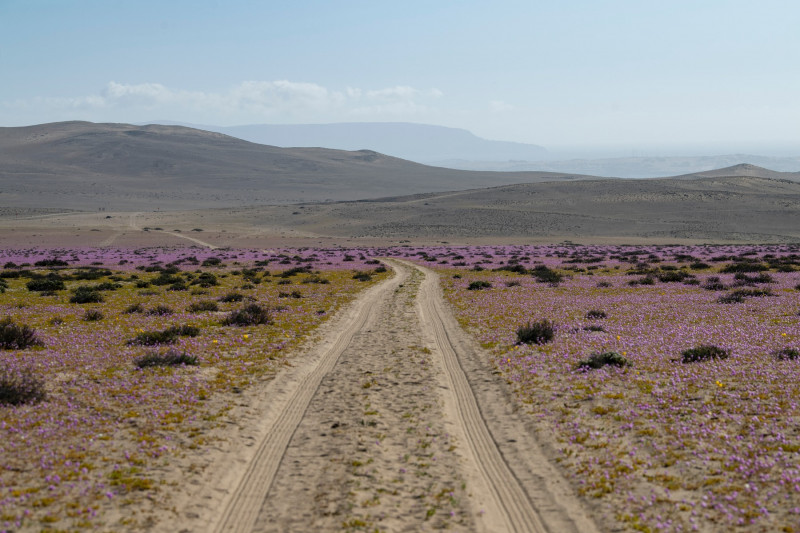 Desertul Atacama