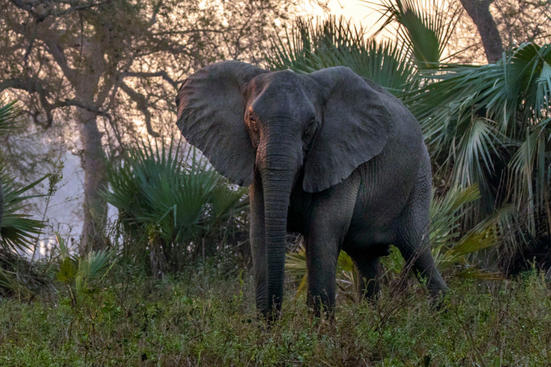 Elefant fără colți de fildeș